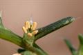 Salsola Kali